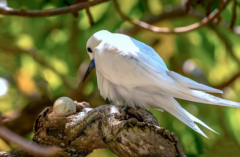 One Egg – One World: инсталляция Studio Mameluca для JOALI Maldives