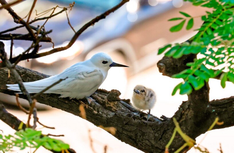 One Egg – One World: инсталляция Studio Mameluca для JOALI Maldives