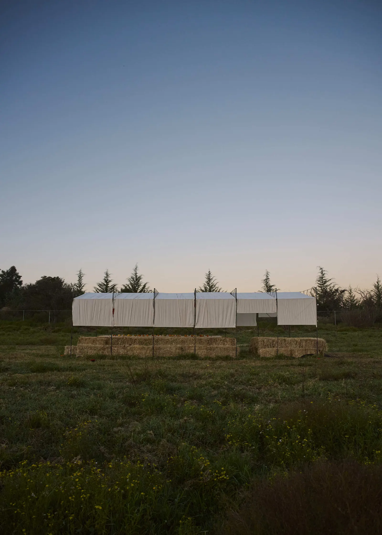 Cempasúchil Pavilion / COLAR Colectivo de Arquitectura