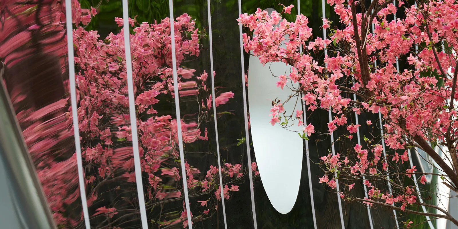 Curved mirrored steel walls multiply one tree into a forest in Infinite Grove pavilion in Shanghai