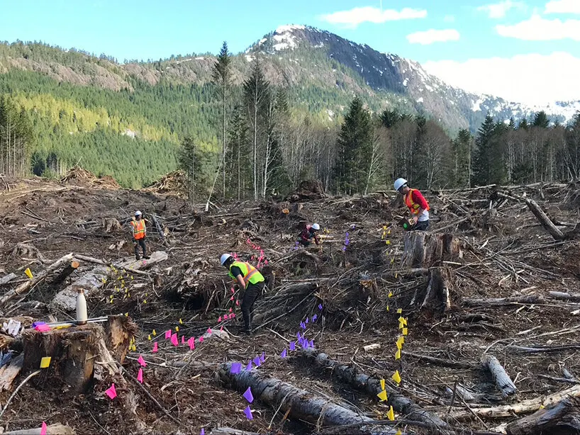 Flash Forest: как дроны помогают восстанавливать леса после пожаров в Канаде