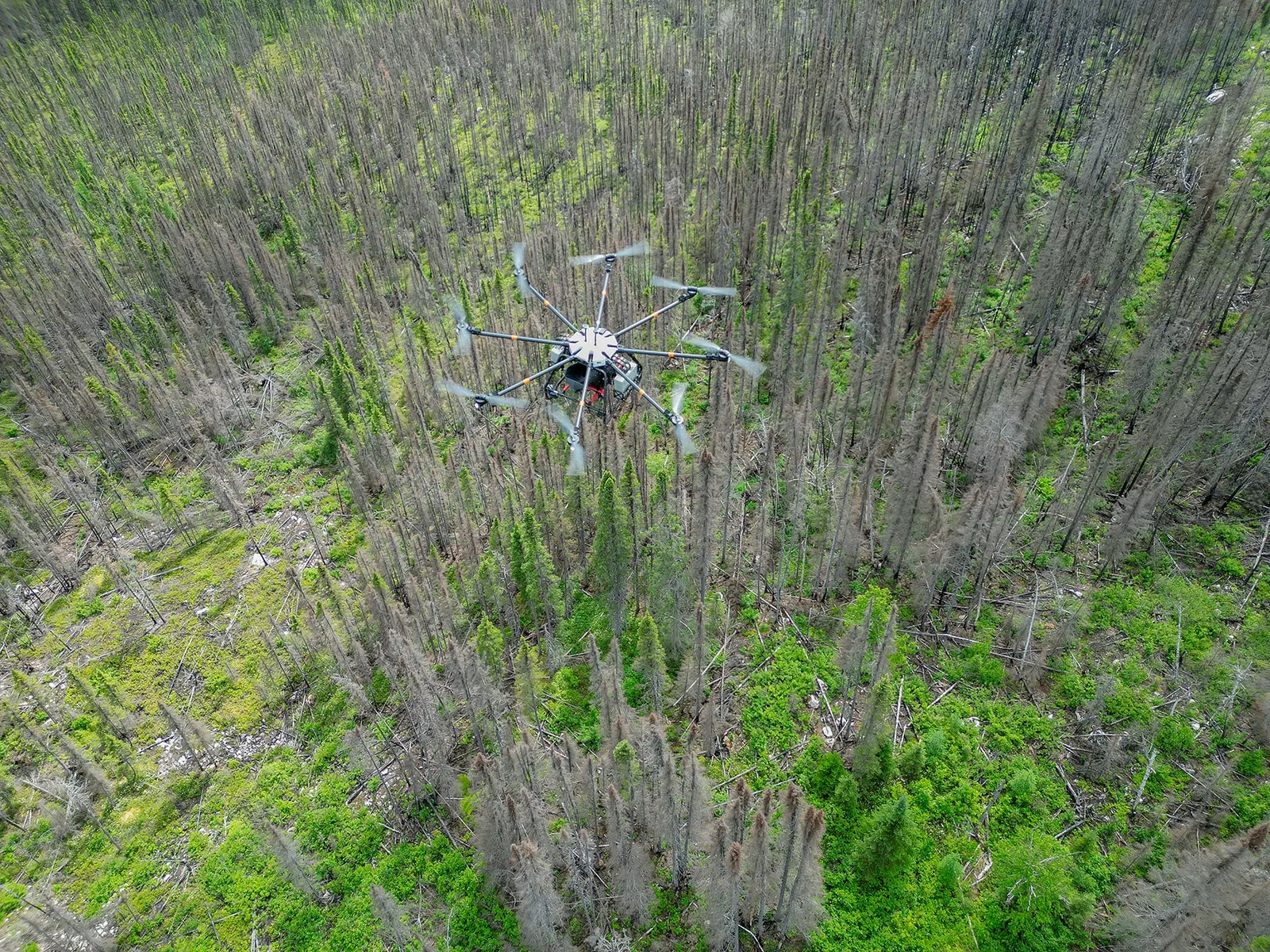 Flash Forest: как дроны помогают восстанавливать леса после пожаров в Канаде