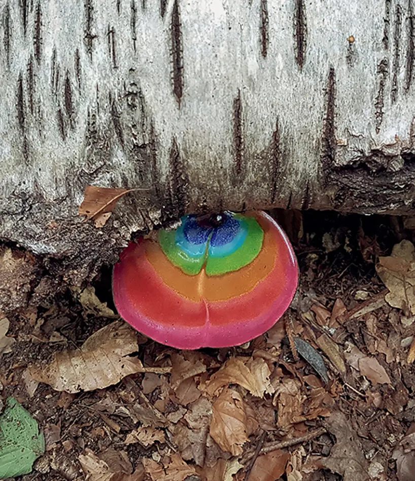 Грибы как язык искусства, дизайна и экологии: что показывает книга Phaidon о fungi