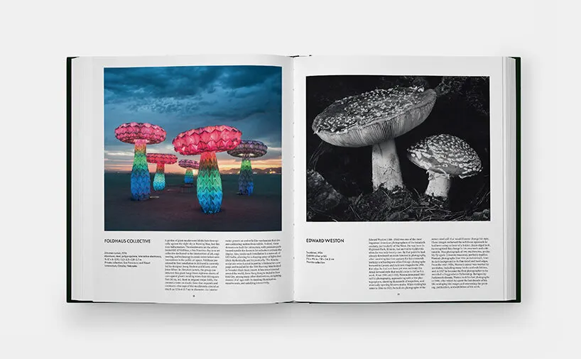 Грибы как язык искусства, дизайна и экологии: что показывает книга Phaidon о fungi